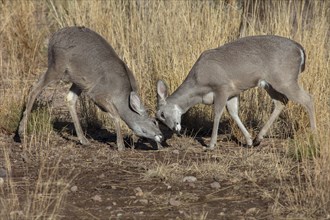 Coues' White-tailed deer