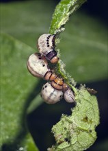 Colorado Potato Beetle Larvae Eating Eggplant Leaves- Leptinotarsa undecemlineata