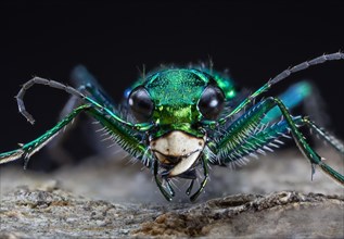 Six-spotted Green Tiger Beetle Cicindela sexguttata Despite its name