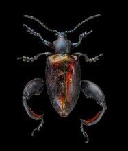 Irridescent Frog-Legged Leaf Beetle