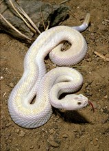 Albino Western Diamond-Back Rattlesnake