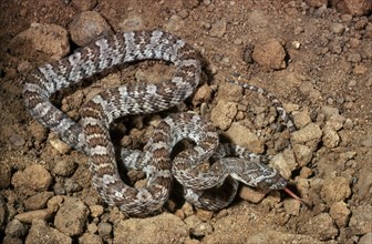 California Lyre Snake
