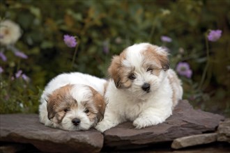 The Coton de Tulear is a small breed of dog. It is named after the city of Tulear in Madagascar