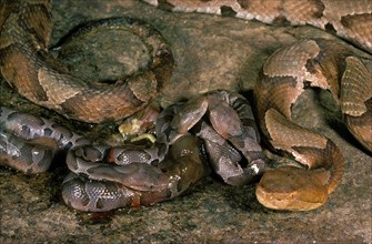 Mother Copperhead Snake & Newborn Brood