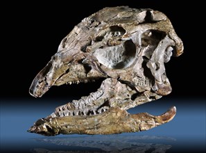 Fossil Skull & Jaw