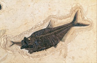 Fossil Fish Devouring Fish