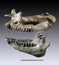 Huge Brontotherium leidyi Skull and Lower Jaw