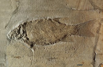 Primative Fossil Fish