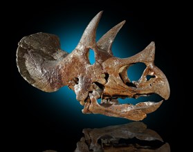 Triceratops horridus Skull