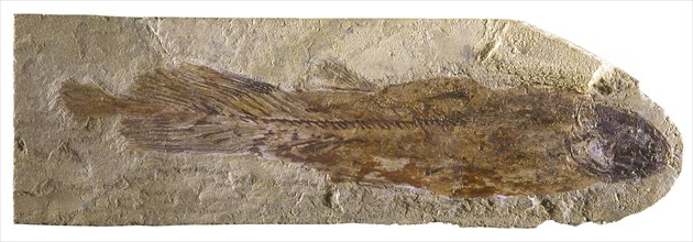 Coelacanth Fossil
