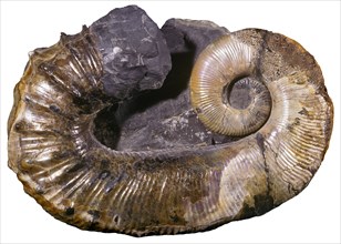 Aberant Ammonite Fossil