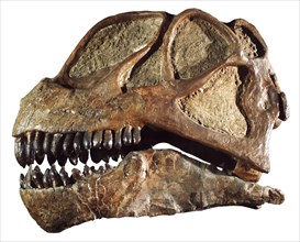 Fossil Sauropod Skull