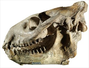 Fossil Skull & Lower Jaw