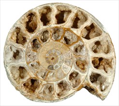 Fossil Ammonite Cross Section w/Calcite Xls