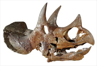 Triceratops horridus Skull