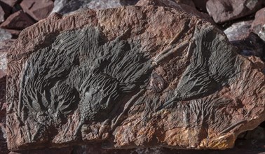 Fossil Scyphocrinites Crinoids