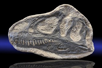 Dinosaur Skull Fossil