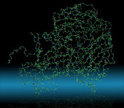 Molecule of a human rhinovirus 16 coat protein at high resolution