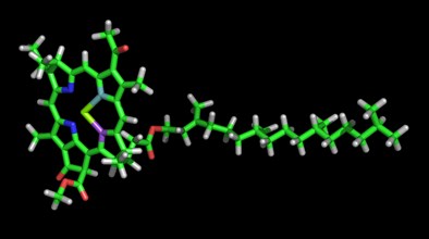 Chlorophyll Molecule