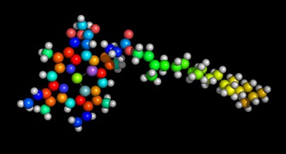 Molecule of Chlorophyll