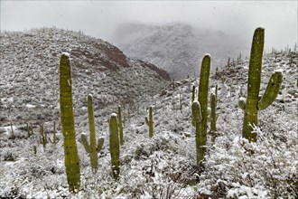 Sabino Canyon Saguaros in Snow