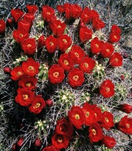 Claret Cup Cactus in Bloom