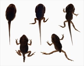 Tadpole Development int Frog