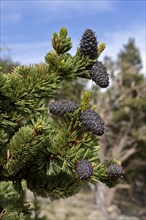 Bristlecone Pines on Mt. Evans Colorado