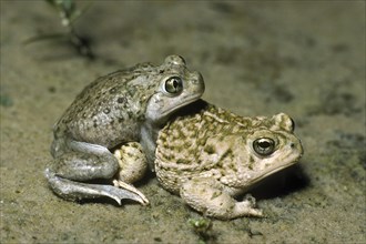 Mating Plains Spadefoot Toad