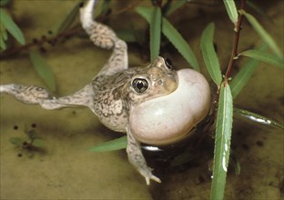 Plains Spadefoot Toad Croacking