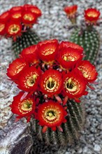 Magnificent Scarlet Cactus