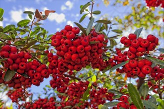(berries) is a genus of thorny evergreen large shrubs in the family Rosaceae, with common names