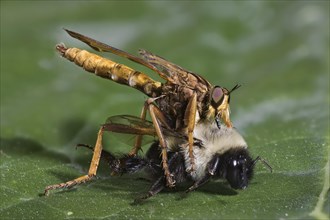 Robberfly Eating a Bumblee Bee