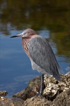 The Reddish Egret