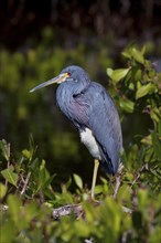 The Tricolored Heron