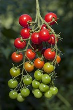 Cherry Tomatoes on the Vine