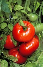 Ripe New Jersey Beefstake Tomatoes