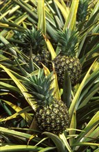 Field of Pineapples