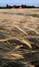 Golden Wheat Ready for Harvest