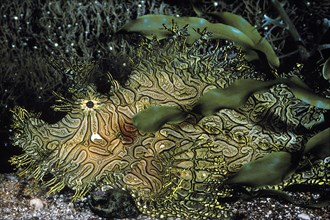 Green-Lace Scorpionfish