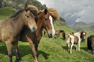 Icelandic Horses in Pasture