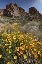 Mexican Poppies