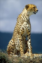The African Cheetah