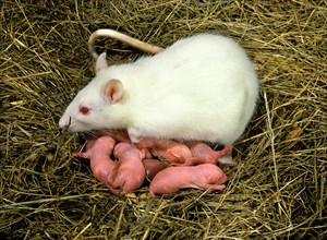 White Rat & Newborn