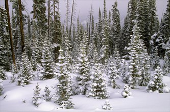 Ponderosa Pines Covered in Fresh Snow