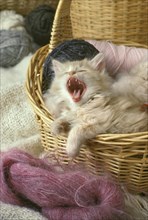 Yawning Kitten in the Yarn!