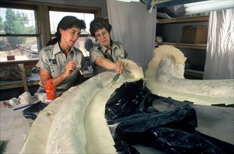 Paleontologists Preparing Colombian Mammoth Tusks for Transport