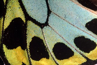 ECU of Butterfly Wing showing scales