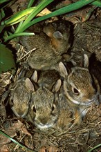 Cottontail Rabbit Nest