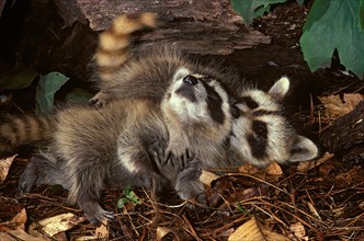 Playing Baby Raccoons